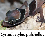 Cyrtodactylus pulchellus
