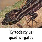 Cyrtodactylus quadrivirgatus