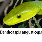 Dendroaspis angusticeps
