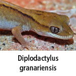 Diplodactylus granariensis