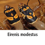 Eirenis modestus