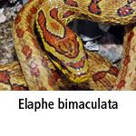 Elaphe bimaculata