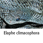 Elaphe climacophora
