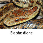 Elaphe dione