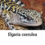 Elgaria coerulea