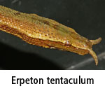 Erpeton tentaculum