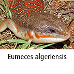 Eumeces algeriensis