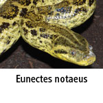 Eunectes notaeus