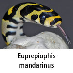 Euprepiophis mandarinus
