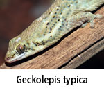 Geckolepis typica
