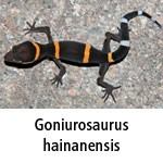 Goniurosaurus hainanensis