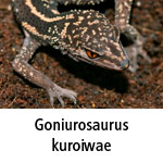 Goniurosaurus kuroiwae