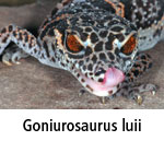 Goniurosaurus luii