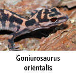 Goniurosaurus orientalis