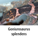Goniurosaurus splendens