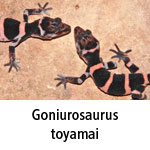 Goniurosaurus toyamai