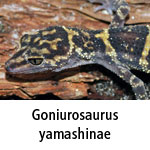 Goniurosaurus yamashinae