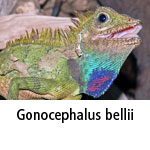 Gonocephalus bellii
