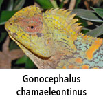 Gonocephalus chamaeleontinus