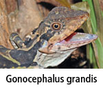 Gonocephalus grandis