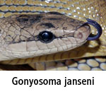 Gonyosoma janseni