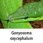 Gonyosoma oxycephalum