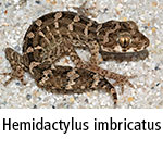 Hemidactylus imbricatus