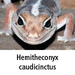 Hemitheconyx caudicinctus