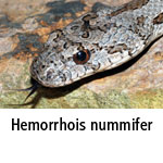 Hemorrhois nummifer