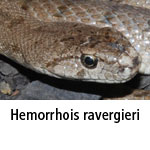 Hemorrhois ravergieri