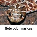 Heterodon nasicus
