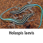 Holaspis laevis