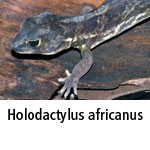 Holodactylus africanus