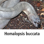 Homalopsis buccata