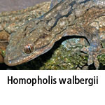 Homopholis walbergii