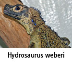 Hydrosaurus weberi