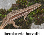 Iberolacerta horvathi