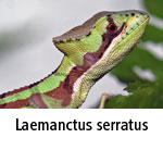 Laemanctus serratus
