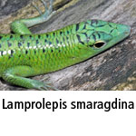 Lamprolepis smaragdina