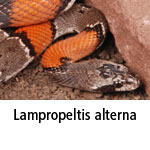 Lampropeltis alterna