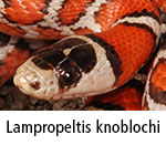 Lampropeltis knoblochi