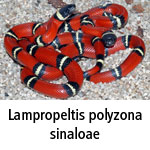 Lampropeltis polyzona sinaloae