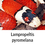 Lampropeltis pyromelana