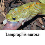 Lamprophis aurora