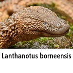 Lanthanotus borneensis