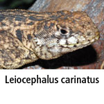 Leiocephalus carinatus