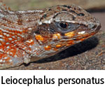 Leiocephalus personatus