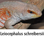 Leiocephalus schreibersi