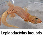 Lepidodactylus lugubris