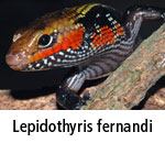 Lepidothyris-fernandi